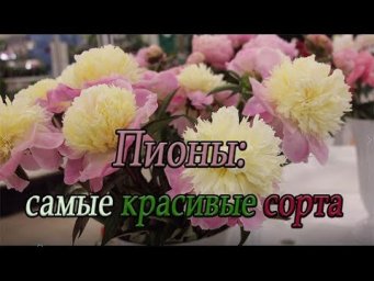 Газета Садовод - Пионы: самые красивые сорта