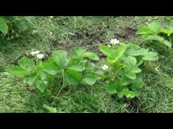 Сергей Дачник - Весенние хлопоты  на клубнике.