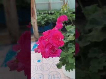 Мой цветочный бизнес - Ю Катерина, красотка в любой сезон! #Ю_Катерина  #пеларгония #сорт