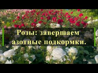 Питомник роз Иващенко - Розы: завершаем азотные подкормки.. Питомник растений Е. Иващенко
