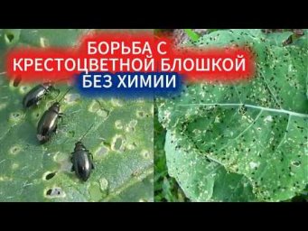 Садовый Мир - Появились дырки на капусте  и редиске? Как побороть крестоцветную блошку без химии, ве