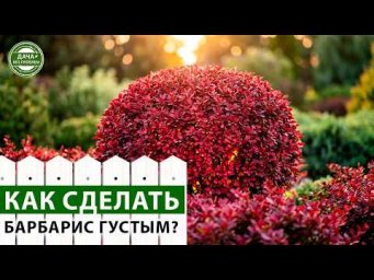 Дача без проблем - Не бойтесь стричь! Как превратить обычный барбарис в шикарный куст