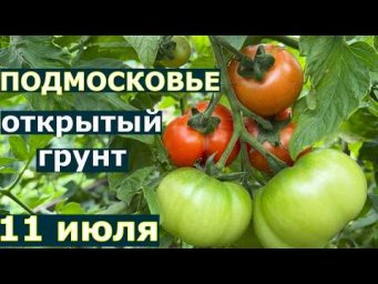 Vogorode - Самые ранние сорта томатов в этом году Открытый грунт