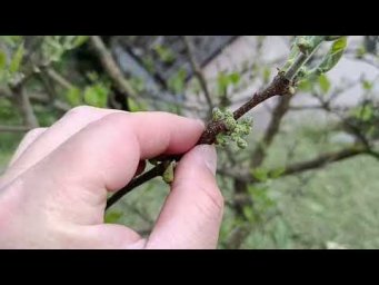 Экзотические растения в Закарпатье - Особливості розвитку та цвітіння кудранії у 2026 році
