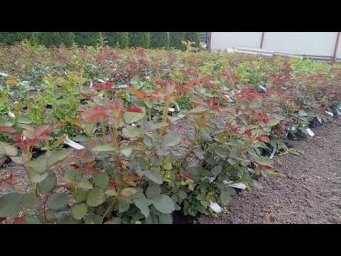 Питомник Розовая клумба - Рабочие будни https://rozklumba.ru