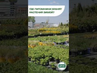 Дача без проблем - Как зимуют тысячи растений в питомнике?