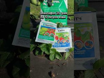 Садоводство с Александром - Обработка клубники от грибковых болезней и вредителей.