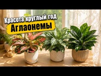 Садовый клуб Наталии Петренко - Красота круглый год  -  Аглаонемы