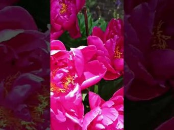 Цветочный сад у Алёнушки - Пион Мсье Мартин Каюзак.