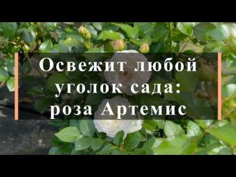 Питомник роз Иващенко - Освежит любой уголок сада: роза Артемис. Питомник растений Е. Иващенко