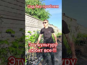 Сад без проблем - Эту культуру любят все!!!!