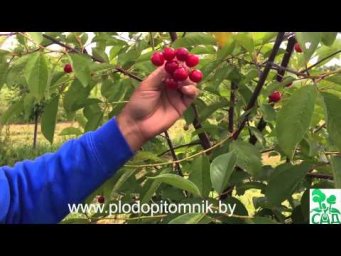 Питомник растений КФХ Сад - Сорта вишни белорусские, краткое описание