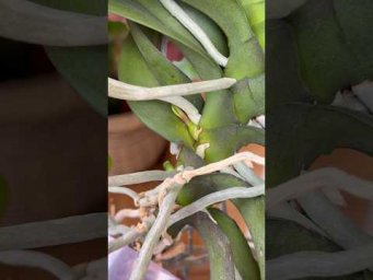Garden orchides - Убедитесь сами, орхидеи проснутся после опрыскивания этим!