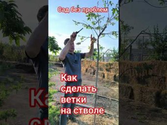 Сад без проблем - Как сделать ветки на стволе