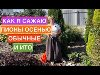 Садовый гид Лариса Зарубина - Мой способ посадки пионов осенью!