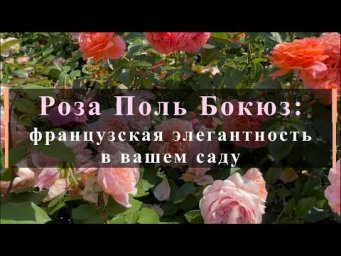 Питомник роз Иващенко - Роза Поль Бокюз: французская элегантность в вашем саду. Питомник растений Е.