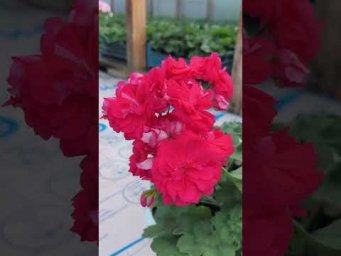 Мой цветочный бизнес - Барон Мюнхгаузен #Барон Мюнхгаузен #пеларгония #сорт