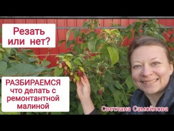 Сад для души - РЕЗАТЬ ИЛИ НЕТ. ЧТО ДЕЛАТЬ ОСЕНЬЮ С РЕМОНТАНТНОЙ МАЛИНОЙ