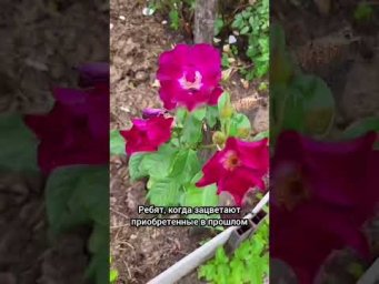 Сад для души - Что выросло из роз за 150 рублей