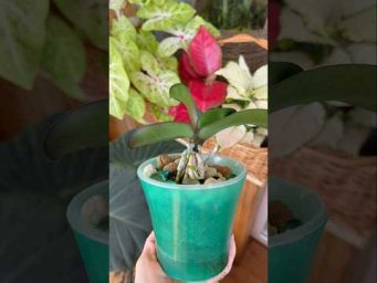 Garden orchides - Поливаю орхидеи борной кислотой - корни растут!