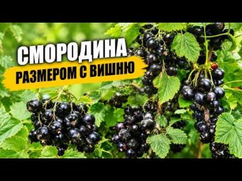Садовый клуб Наталии Петренко - Смородина размером с вишню