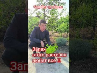 Сад без проблем - Запах этого растения любят все!