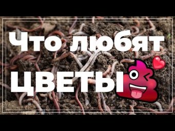 Сад на балконе - Органические удобрения для комнатных растений. Навоз, перегной, биогумус