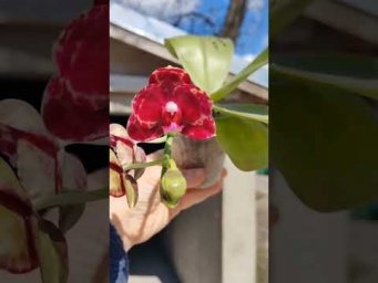 Орхидс Phalaenopsis Mituo Sunrise 'Snow Red' x Mituo Obsidian   #orchids