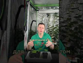 Умное хозяйство - Нужно ли подкармливать рассаду огруцов #сад #огурцы #удобрения #урожай