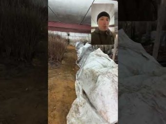 Питомник Школьный сад - Отгрузки стартовали #школьныйсад #дача #малинакарамелька #сад #рыбалка