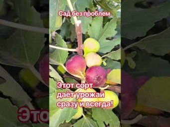 Сад без проблем - Этот сорт даёт урожай сразу и всегда!