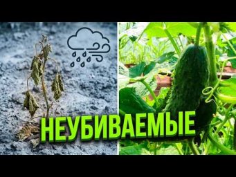 Во саду ли в огороде Юлия Миняева - Белорусские семена огурцов или проверенный Кураж? Что посеяла в 