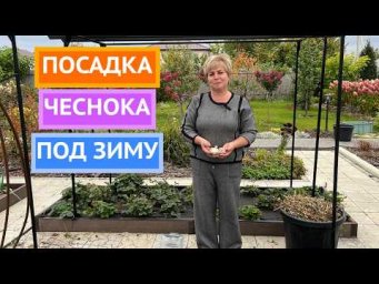 Садовый гид Лариса Зарубина - Мой любимый способ посадки чеснока осенью!