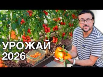 Дача с Виталием Декабрёвым - Вкусные помидоры/ хорошие огурцы и баклажаны/ подкормка сада