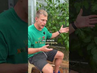 Умное хозяйство - Как лучше поливать томаты : каждый день понемногу или раз в 2-3 дня но обильно?