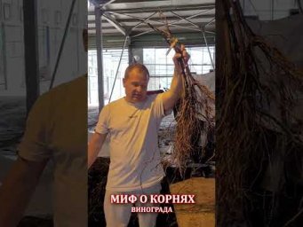 Виноград Одесса - Сезон завершён  ЕСТЬ один миф, который пора разрушить#shorts #tiktok #сад #садовод