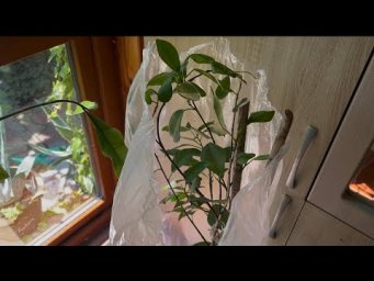 Комнатные цветы - Фикус макламэ. Тепличка помогает!