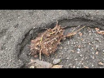 Лесосад - Сажаю бамбук в дикую природу!